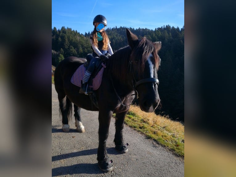 Nórico Yegua 12 años 159 cm Negro in Wasen im Emmental