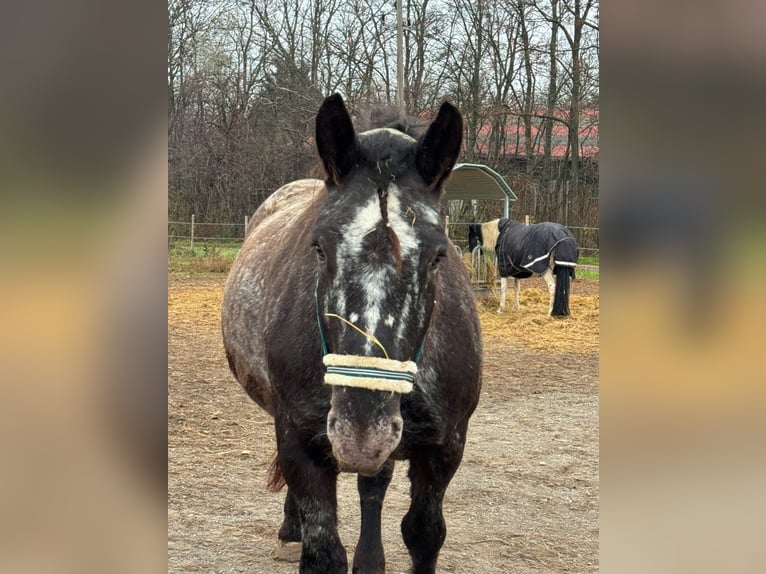 Nórico Yegua 12 años 172 cm Atigrado/Moteado in Müllendorf