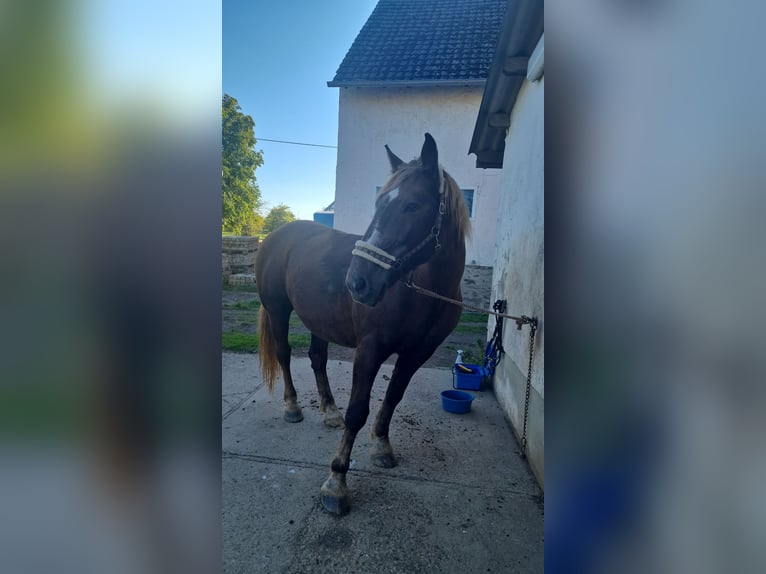 Nórico Yegua 14 años 160 cm Alazán-tostado in Hasselbach
