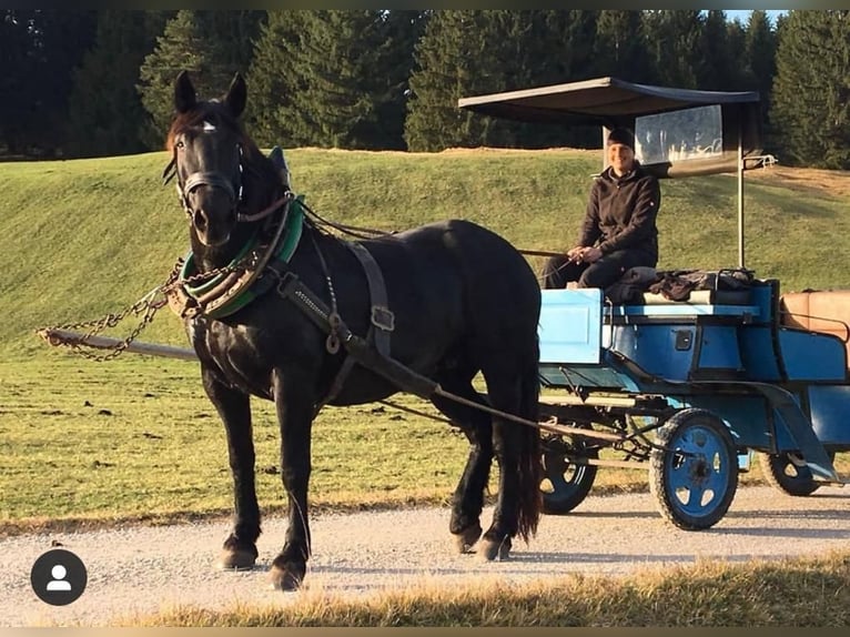 Nórico Yegua 14 años 162 cm Negro in Wallgau