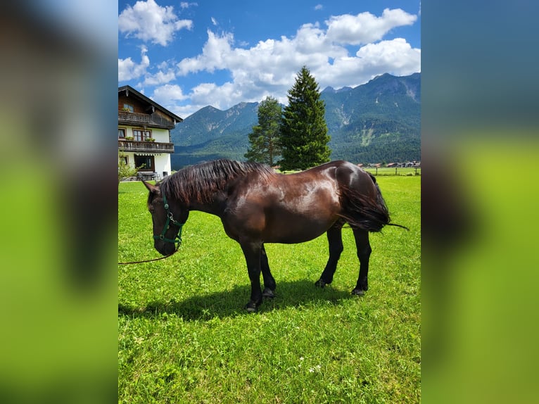 Nórico Yegua 14 años 162 cm Negro in Wallgau