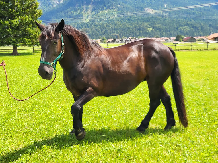 Nórico Yegua 14 años 162 cm Negro in Wallgau