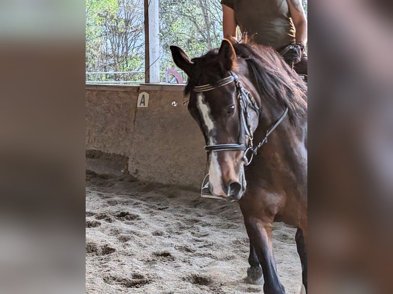 Nórico Mestizo Yegua 15 años 152 cm Castaño in Kitzbühel