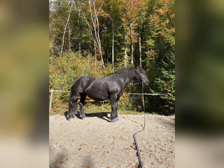 Nórico Yegua 16 años 160 cm Negro in Bad Ischl