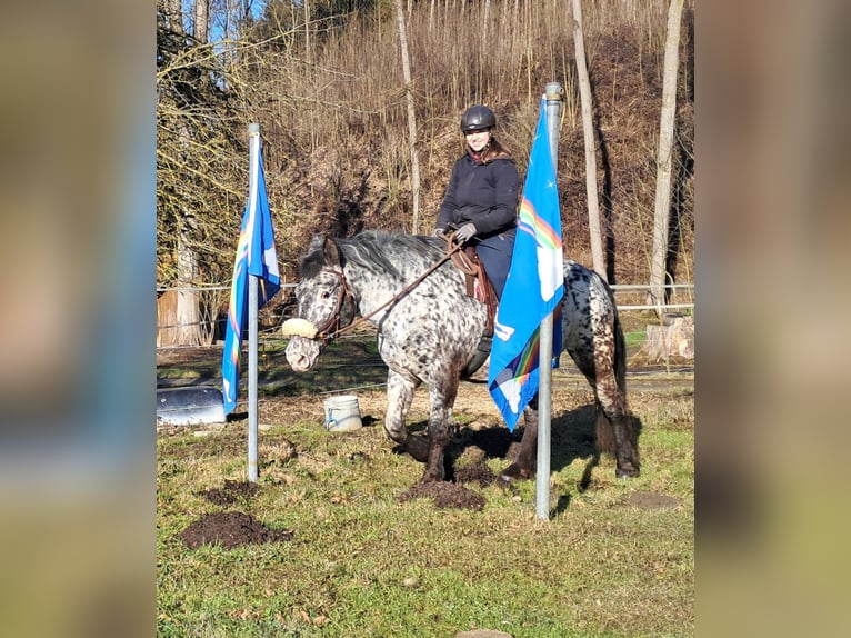 Nórico Yegua 16 años 162 cm Atigrado/Moteado in Bayerbach