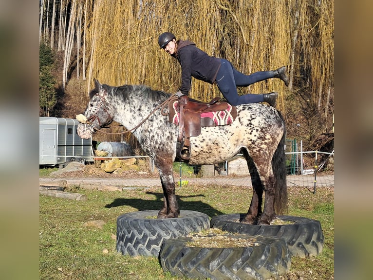 Nórico Yegua 16 años 162 cm Atigrado/Moteado in Bayerbach