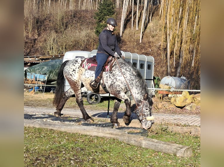 Nórico Yegua 16 años 162 cm Atigrado/Moteado in Bayerbach