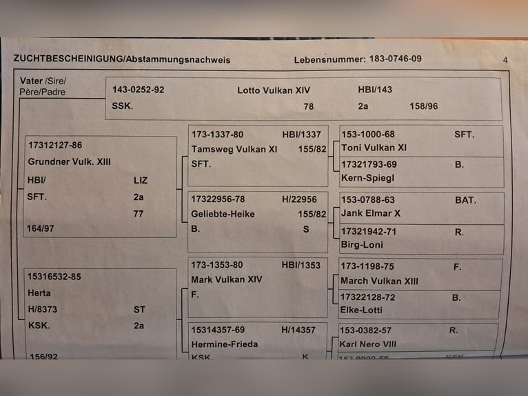 Nórico Yegua 16 años 162 cm Atigrado/Moteado in Bayerbach