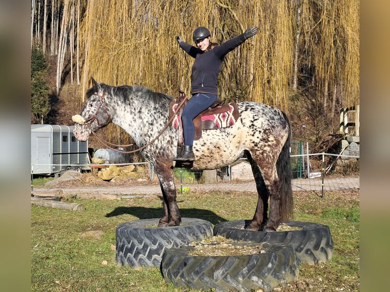 Nórico Yegua 16 años 162 cm Atigrado/Moteado in Bayerbach