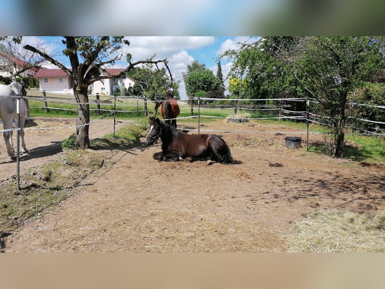 Nórico Mestizo Yegua 16 años 162 cm Negro in Arnstorf