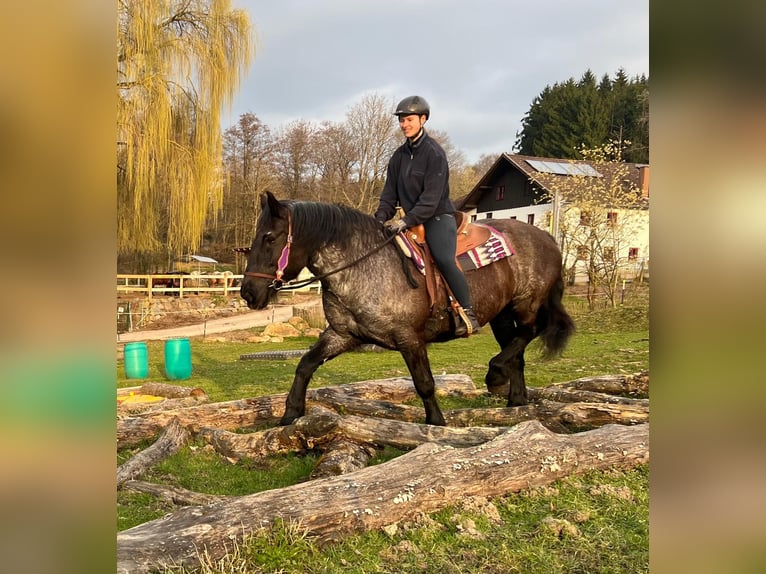 Nórico Yegua 17 años 157 cm Ruano azulado in Bayerbach
