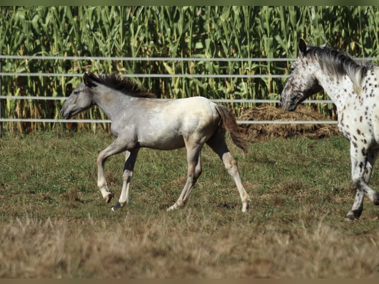 Nórico Yegua 1 año 160 cm Atigrado/Moteado in Waldshut-Tiengen