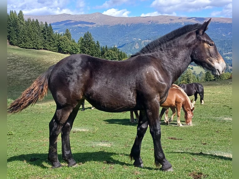 Nórico Yegua 1 año Morcillo in Wegberg