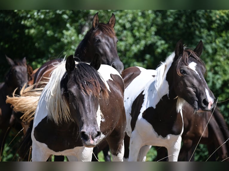 Nórico Yegua 1 año Tobiano-todas las-capas in Klettgau