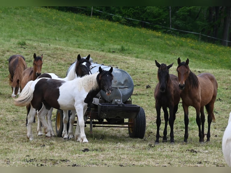 Nórico Yegua 1 año Tobiano-todas las-capas in Klettgau