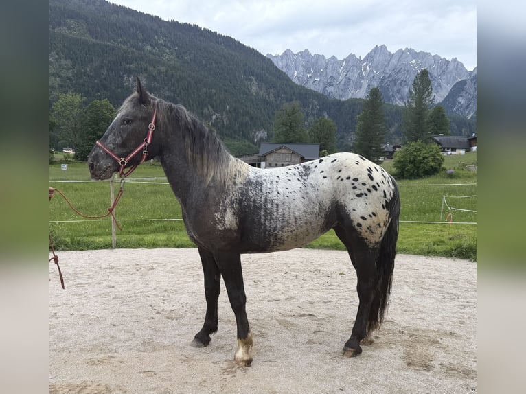 Nórico Yegua 2 años 155 cm Atigrado/Moteado in Gosau