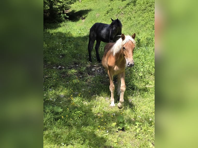 Nórico Yegua 2 años Alazán in Freistadt