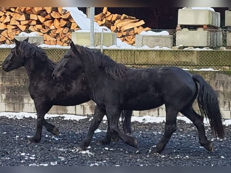 Nórico Yegua 2 años Negro in Küßnach