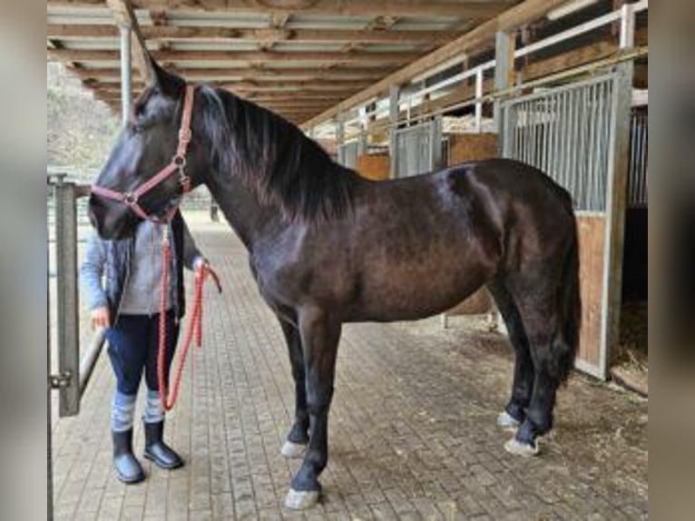 Nórico Yegua 2 años Negro in Küßnach