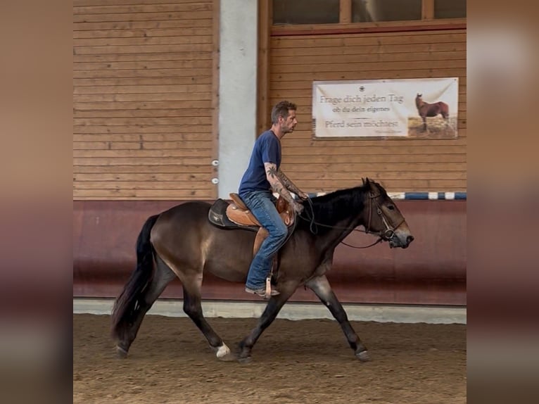 Nórico Yegua 3 años 147 cm Castaño in Achstetten