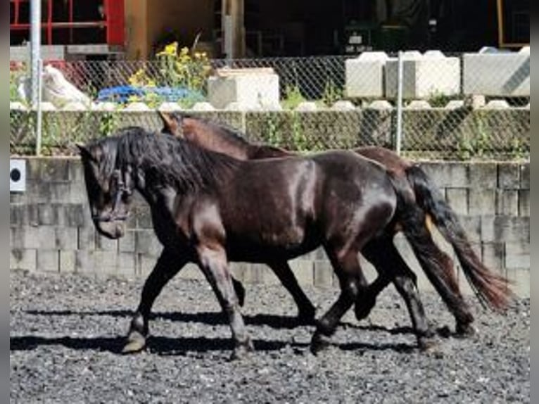 Nórico Yegua 3 años 153 cm Negro in Küßnach