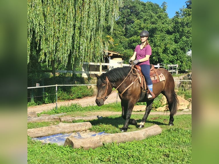 Nórico Yegua 3 años 154 cm Negro in Bayerbach