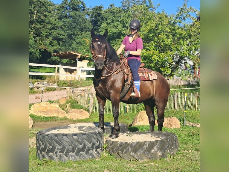 Nórico Yegua 3 años 154 cm Negro in Bayerbach