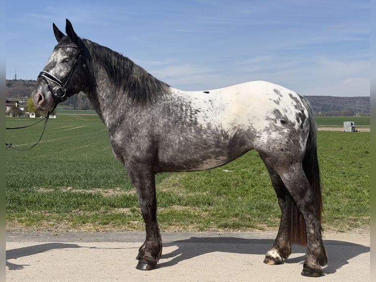 Nórico Yegua 3 años 160 cm Atigrado/Moteado in Riedlingen