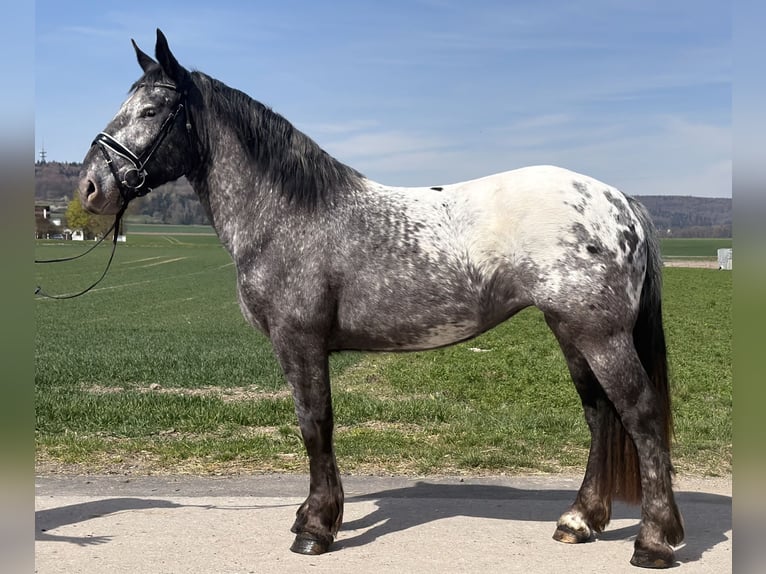 Nórico Yegua 3 años 160 cm Atigrado/Moteado in Riedlingen