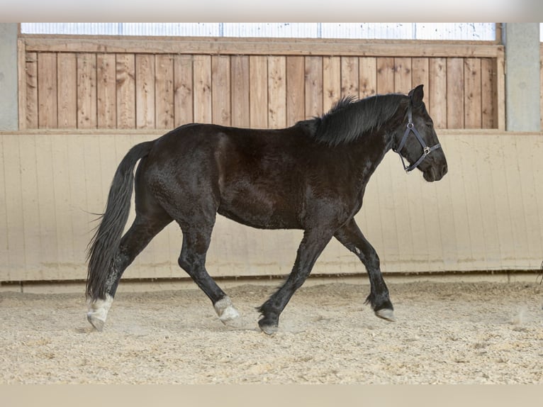 Nórico Yegua 3 años 163 cm Negro in Kraiburg am Inn