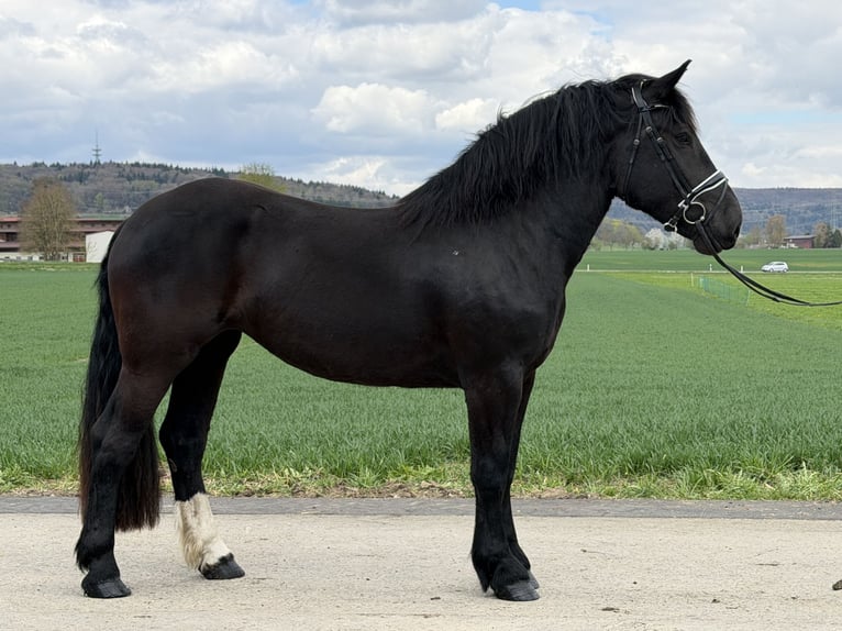 Nórico Yegua 3 años 164 cm Negro in Riedlingen