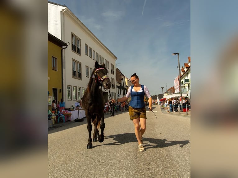 Nórico Yegua 3 años 165 cm Atigrado/Moteado in Salzburg