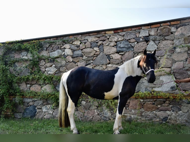 Nórico Yegua 3 años 165 cm Pío in Großräschen