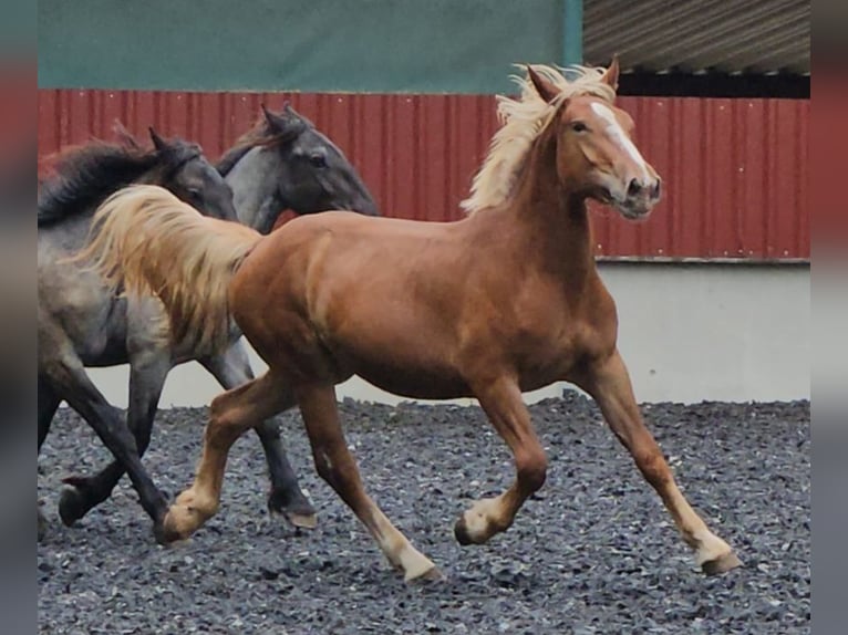 Nórico Yegua 3 años Alazán-tostado in Klettgau