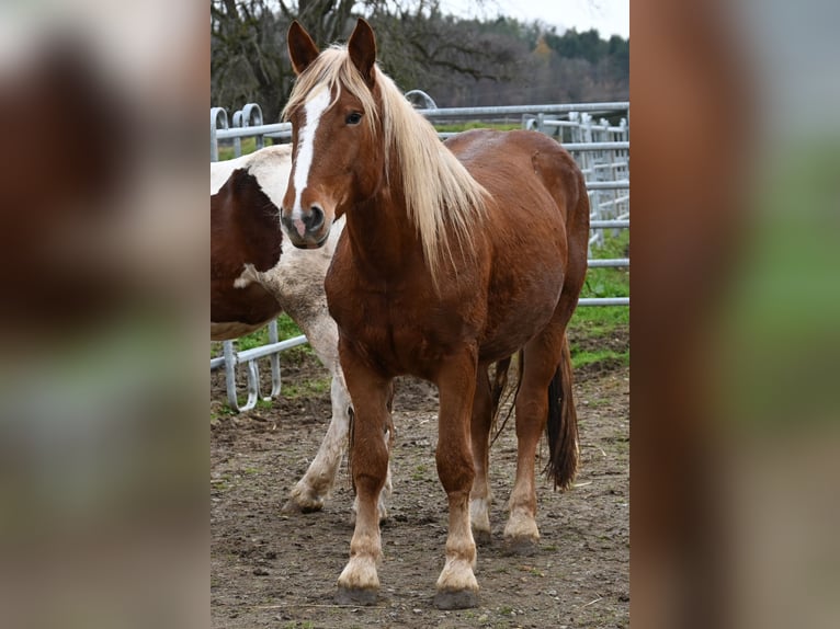 Nórico Yegua 3 años Alazán-tostado in Klettgau