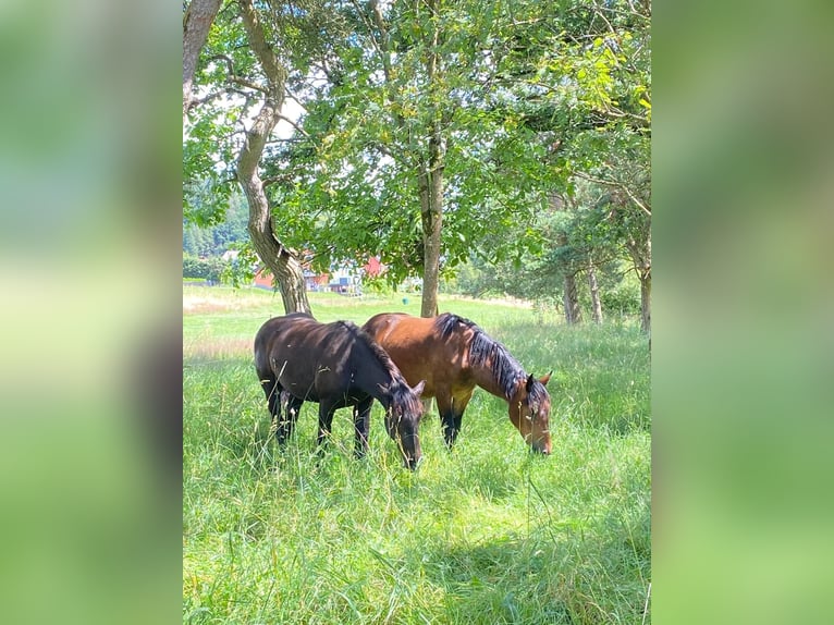 Nórico Yegua 3 años Castaño in Selent