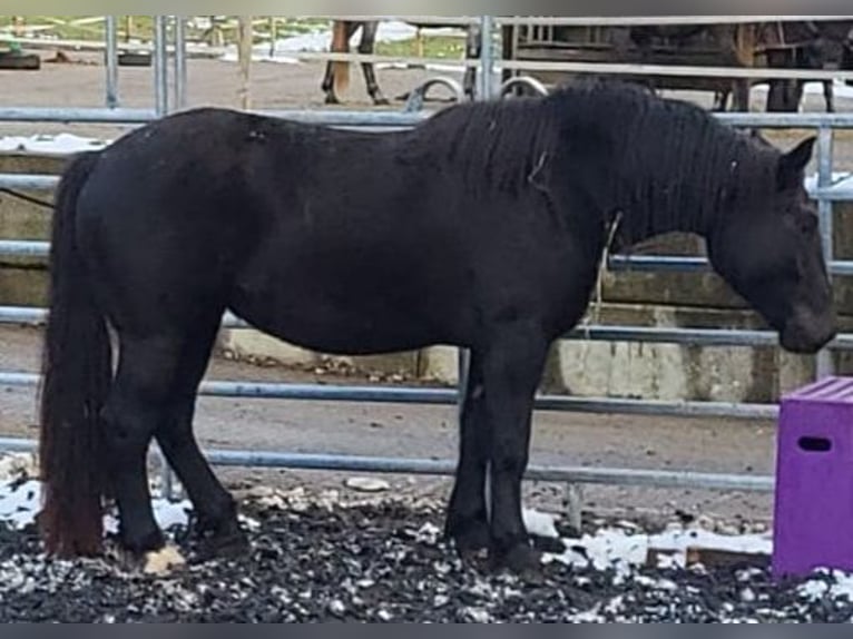 Nórico Yegua 3 años Negro in Küßnach