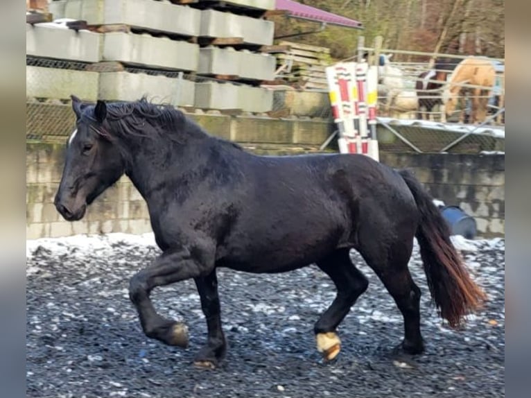 Nórico Yegua 3 años Negro in Küßnach