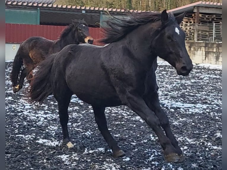 Nórico Yegua 3 años Negro in Küßnach