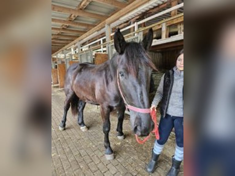 Nórico Yegua 3 años Negro in Küßnach