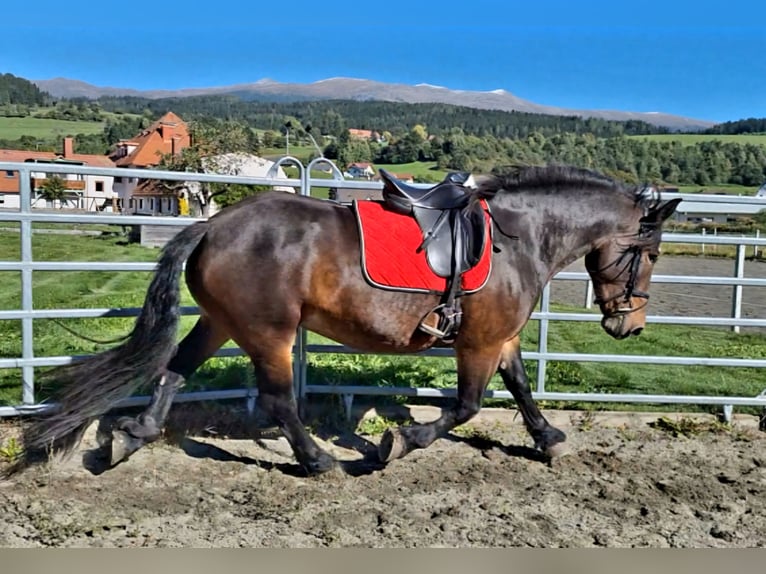 Nórico Yegua 4 años 157 cm Castaño in Neumarkt in der Steiermark