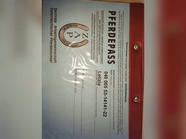 Nórico Yegua 4 años 158 cm Negro in Neumarkt