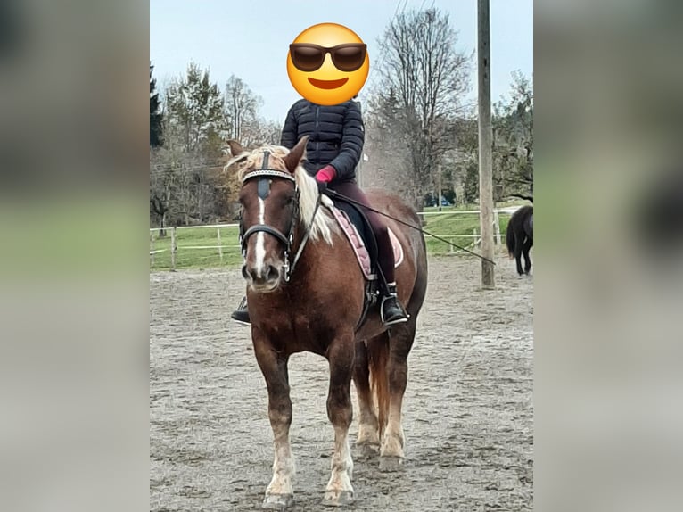 Nórico Yegua 4 años 162 cm Alazán-tostado in Scheidegg