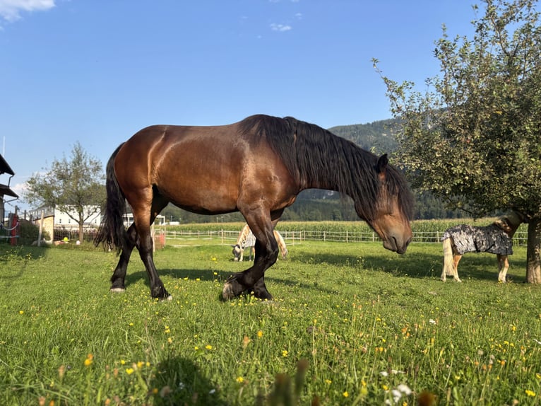 Nórico Yegua 4 años 162 cm Castaño in Radfeld