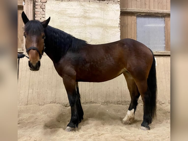 Nórico Yegua 4 años 163 cm Castaño in Meggenhofen