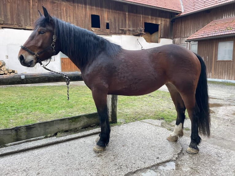 Nórico Yegua 4 años 163 cm Castaño in Meggenhofen