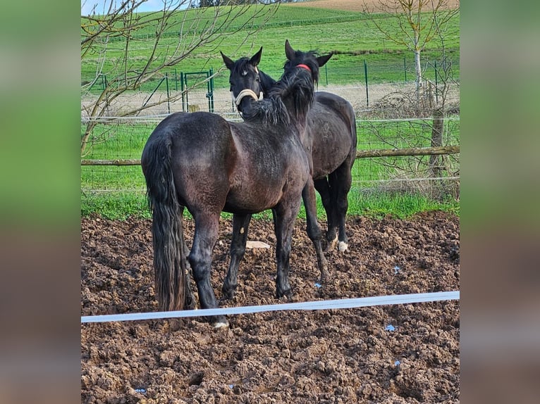Nórico Yegua 4 años 164 cm Negro in Kirchheimbolanden