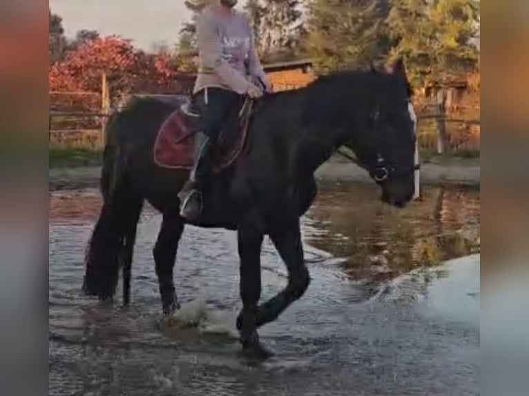 Nórico Yegua 4 años 164 cm Negro in Kirchheimbolanden