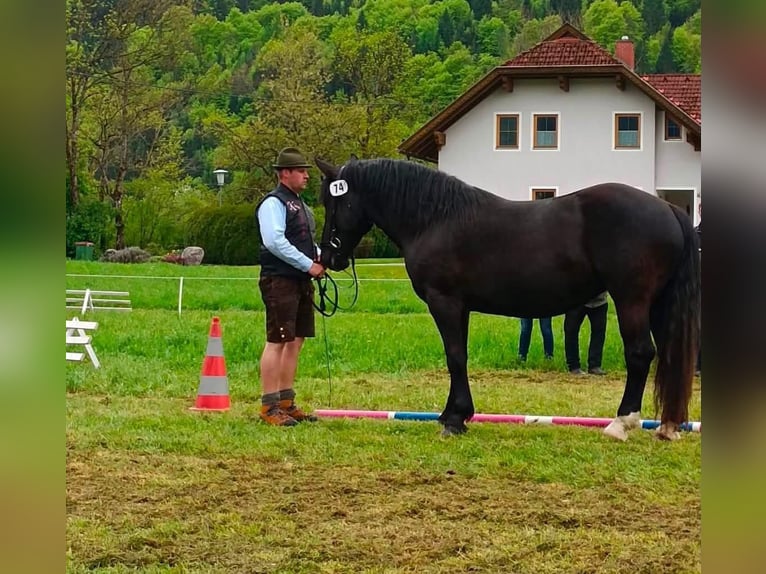 Nórico Yegua 4 años 164 cm Negro in Nötsch
