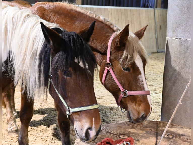 Nórico Yegua 4 años Alazán-tostado in Klettgau